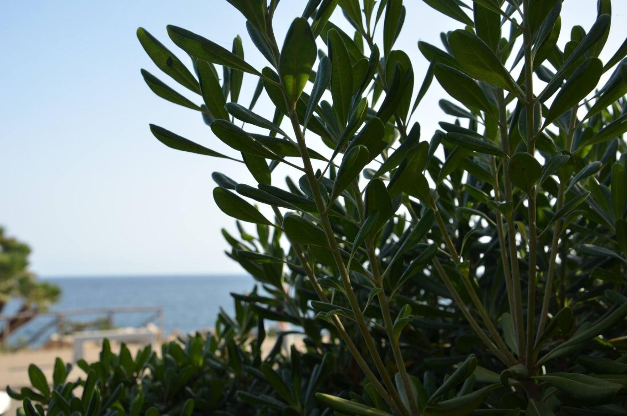Fantastic Sardinia Villette Con Giardino Fronte Mare Fertilia Faho-Gav01-Gav02 Exterior photo
